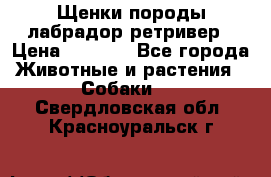 Щенки породы лабрадор ретривер › Цена ­ 8 000 - Все города Животные и растения » Собаки   . Свердловская обл.,Красноуральск г.